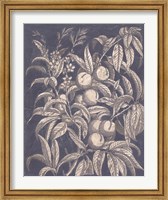 Framed Vintage Fruit & Floral II