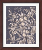 Framed Vintage Fruit & Floral II