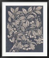 Vintage Fruit & Floral III Framed Print