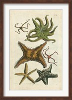Framed Starfish Illustre