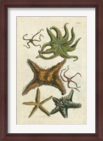 Framed Starfish Illustre