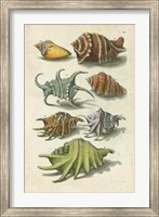 Framed Conch Shell Illustre
