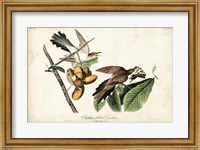 Framed Yellow-billed Cuckoo
