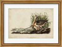 Framed Long-billed Curlew