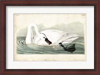 Framed Trumpeter Swan I