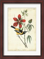 Framed Audubon Bird & Botanical I