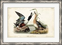Framed Audubon Ducks I