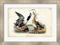 Framed Audubon Ducks I