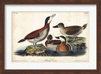 Framed Audubon Ducks II