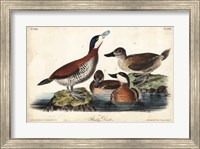 Framed Audubon Ducks II