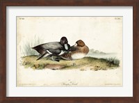 Framed Audubon Ducks IV