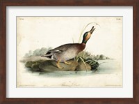 Framed Audubon Ducks V