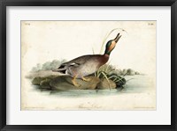 Framed Audubon Ducks V