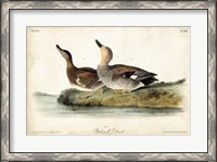 Framed Audubon Ducks VI