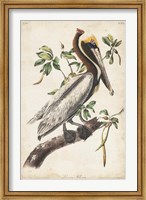 Framed Brown Pelican