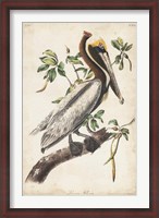 Framed Brown Pelican