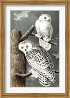 Framed Audubon's Snowy Owl
