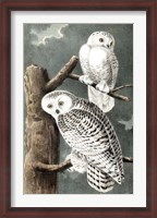 Framed Audubon's Snowy Owl