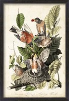 Framed Audubon's American Robin
