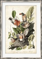 Framed Audubon's American Robin