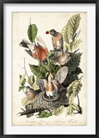 Framed Audubon's American Robin