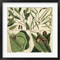 Framed Catesby Leaf Quadrant II