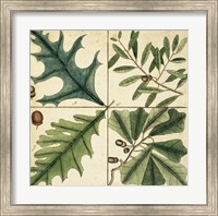 Framed Catesby Leaf Quadrant III