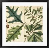 Framed Catesby Leaf Quadrant III