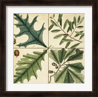 Framed Catesby Leaf Quadrant III