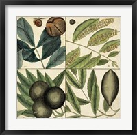 Framed Catesby Leaf Quadrant IV