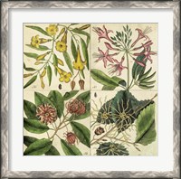 Framed Catesby Botanical Quadrant I