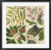 Framed Catesby Botanical Quadrant I