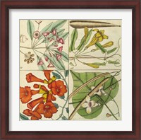 Framed Catesby Botanical Quadrant III