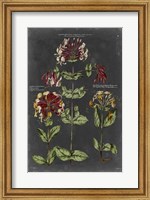 Framed Vintage Botanical Chart I