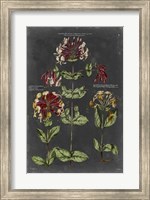Framed Vintage Botanical Chart I