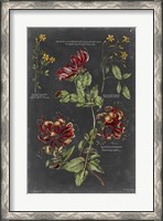 Framed Vintage Botanical Chart II