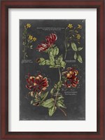 Framed Vintage Botanical Chart II
