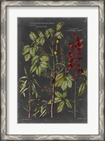 Framed Vintage Botanical Chart III