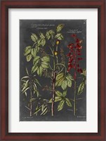 Framed Vintage Botanical Chart III