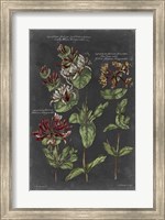 Framed Vintage Botanical Chart IV