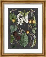 Framed Orchard Varieties II