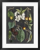 Framed Orchard Varieties II