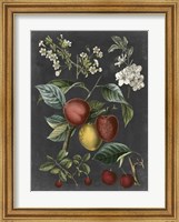 Framed Orchard Varieties III