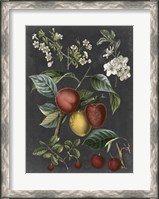 Framed Orchard Varieties III