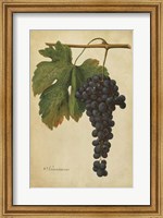 Framed Vintage Vines I