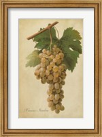 Framed Vintage Vines II