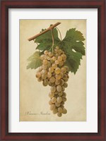 Framed Vintage Vines II