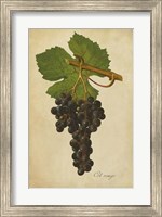 Framed Vintage Vines IV