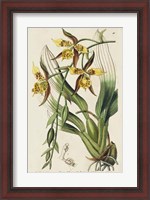 Framed Spring Orchid I