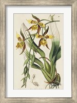 Framed Spring Orchid I